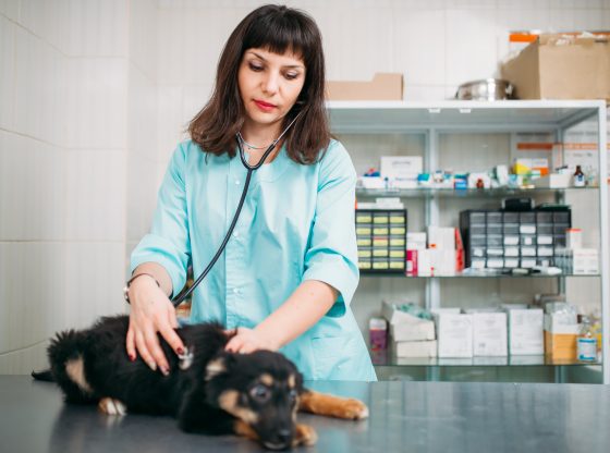 Weterynarz dermatolog badająca psa